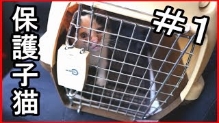 【保護子猫】生後1か月・初めての検診Cat baby
