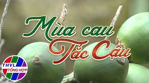 Nhịp sống đồng bằng: Mùa cau Tắc Cậu