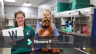 Join our ‘One Big Family’ at Willows Veterinary Centre and Referral Service!