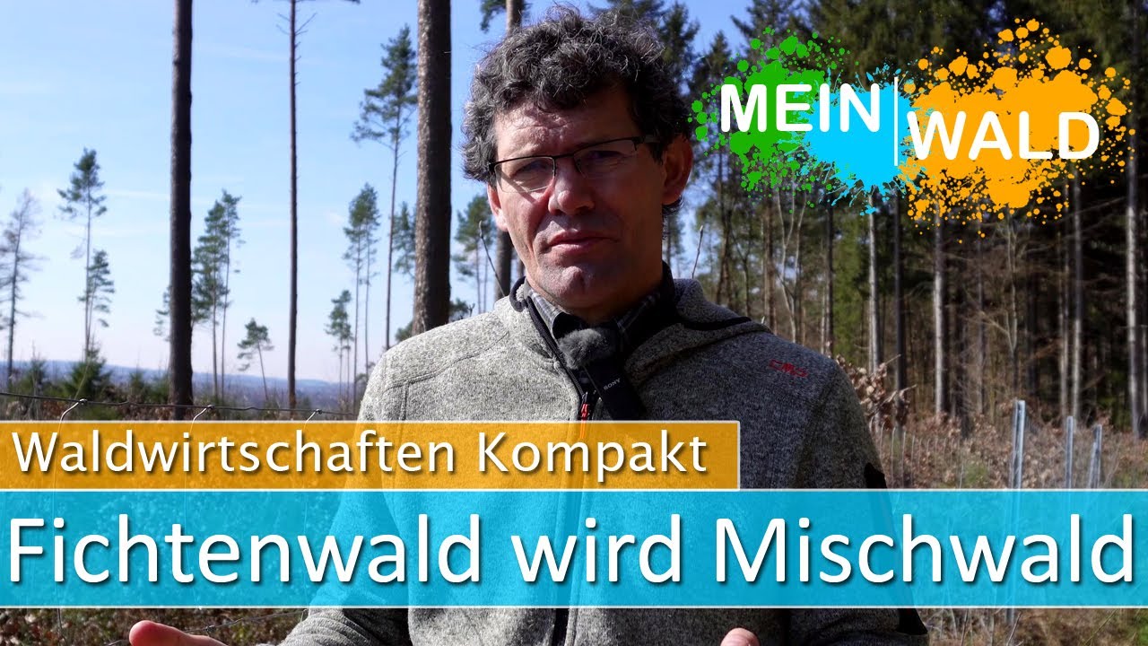 🌲 🌳Waldumbau unserer ehemaligen Fichtenfläche