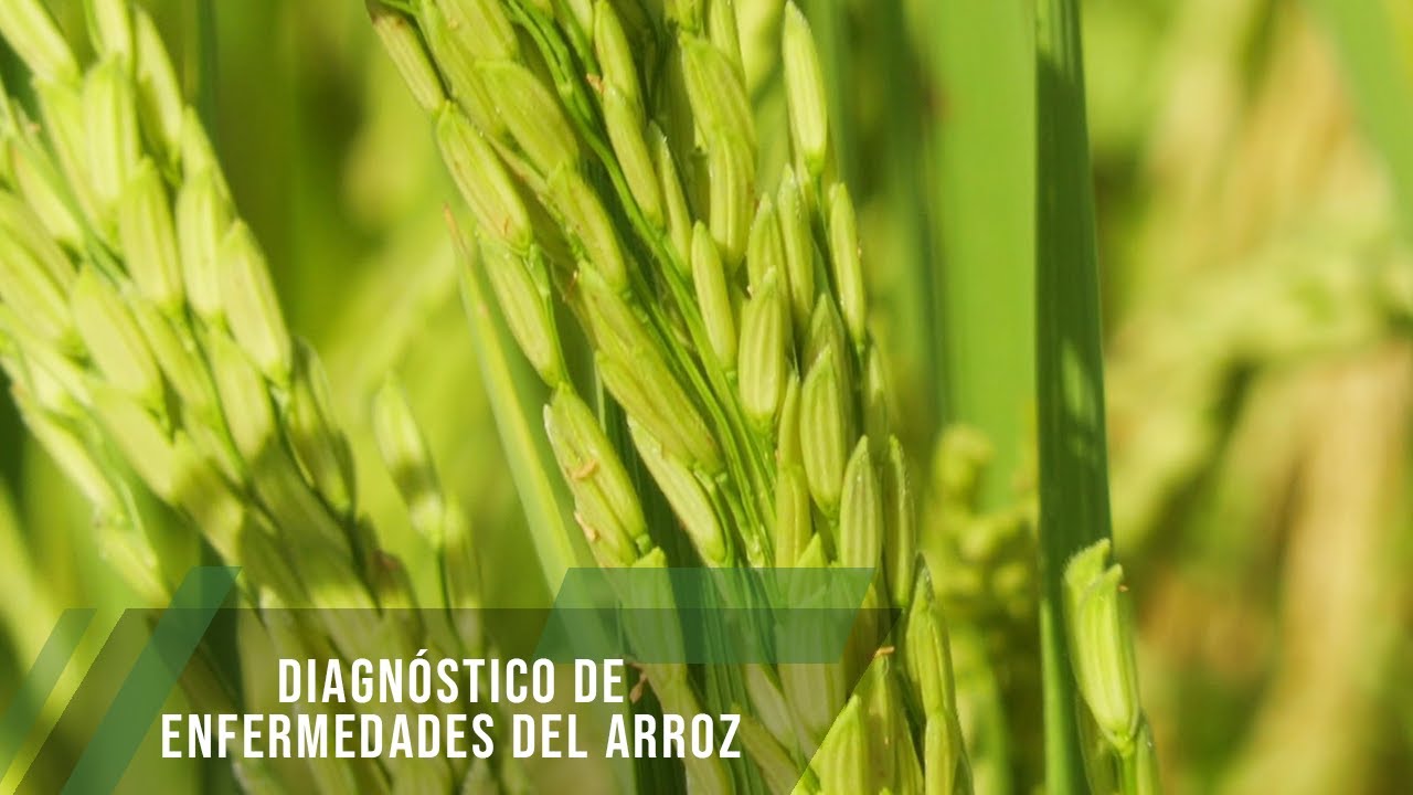 Planta De Arroz Planta De Hervido De Arroz Y Proveedor De Máquina De