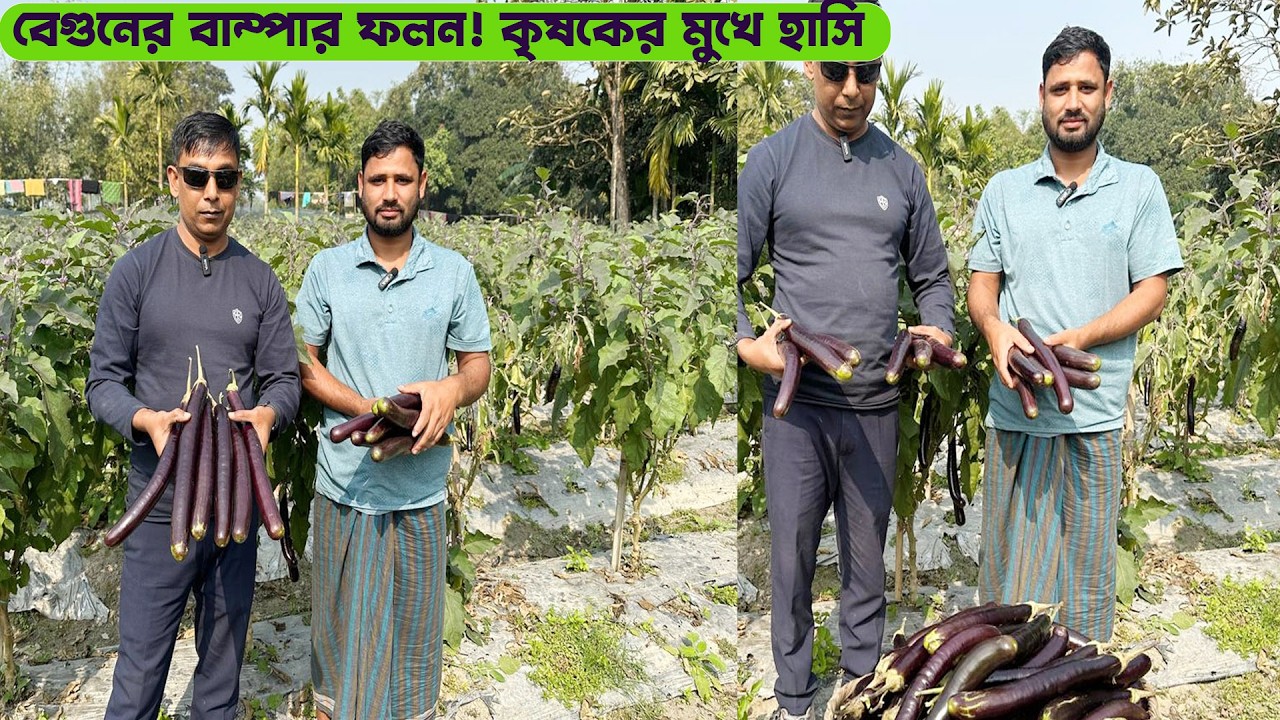 বেগুনের বাম্পার ফলন! কৃষকের মুখে হাসি #MdJahangirAlamSelim