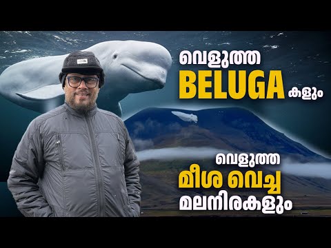 EP 102 : വെളുത്ത BELUGA- കളും വെളുത്ത മീശ വെച്ച മലനിരകളും| LJ Talks