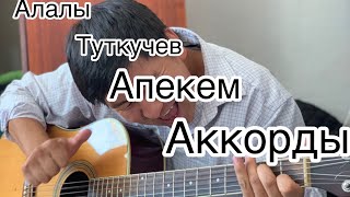 Аалы Туткучев! Апакем Разбор аккорды на гитаре #азаматтоктокадыров