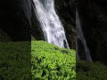 #shorts#ytshorts#youtubeshort#trending#viral#nature#naturephotograpy#naturelovers