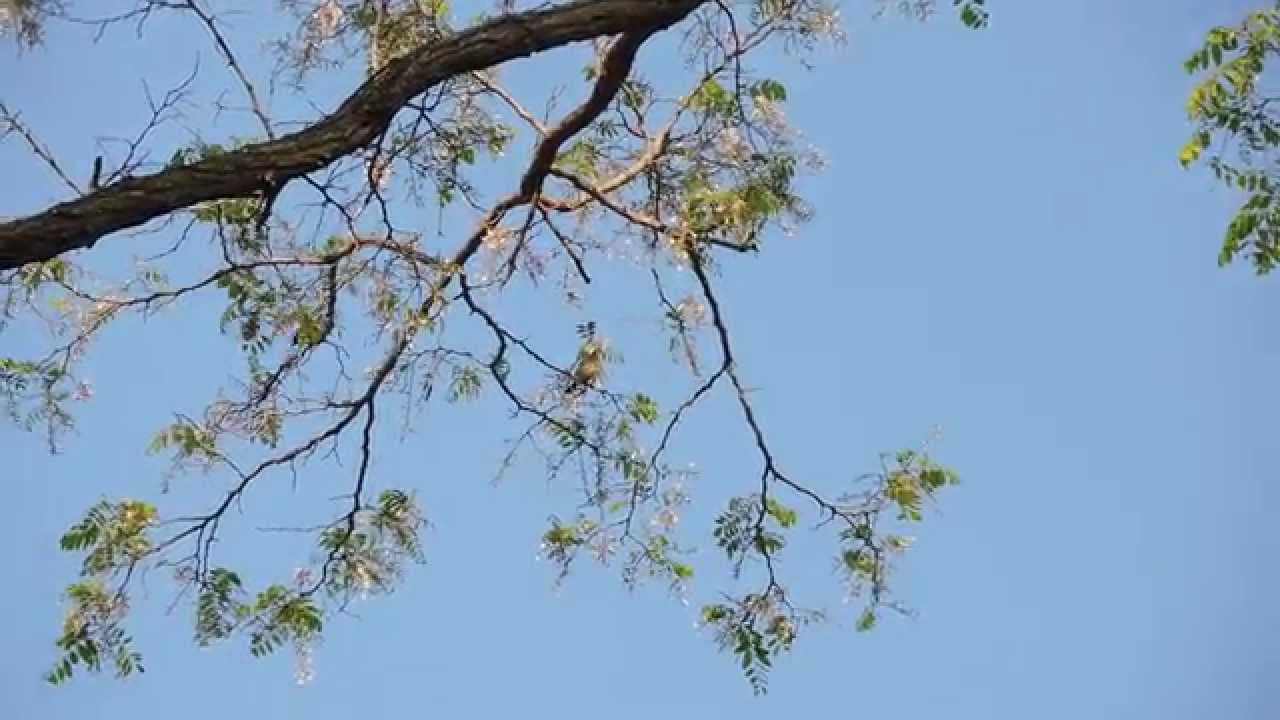 Lazuli Bunting Pair- Orchard Hill- Omaha, NE- 5/27 
