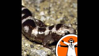 Download Lagu Why Salamanders can't get legless Download Lagu Why Salamanders can't get legless