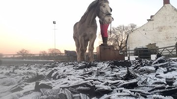 clicker training at the mounting block - creating happy associations and lining up
