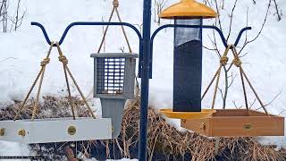 Backyard Birdwatching Bonanza from Flocking Around Bird FeederCam! - 03/11/2025 Watch daily at 7:45