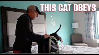 Our cats react to being told to get into their travel carriers