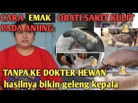 Video: Cara Menghilangkan Kutu Mati dari Anjing