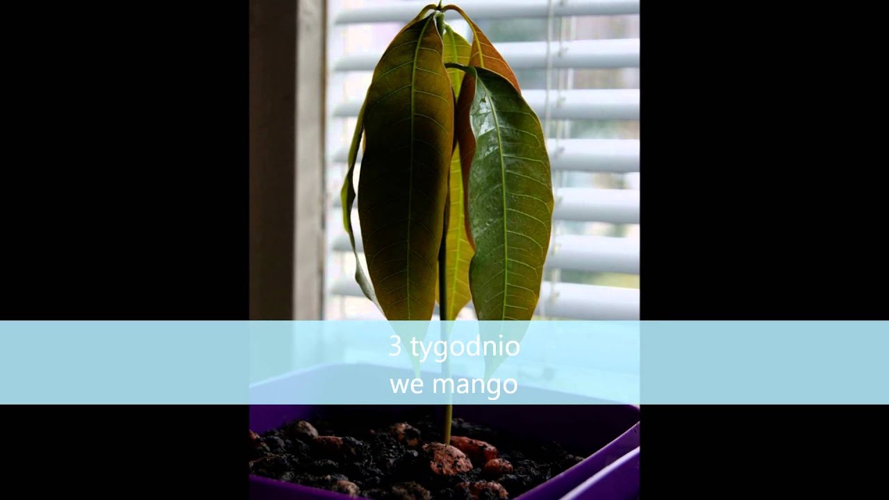 MANGO Z PESTKI YouTube