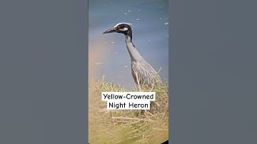 Thumbnail of Yellow-Crowned Night Heron standing around in a marsh - San Diego River - San Diego, CA, USA 🇺🇸