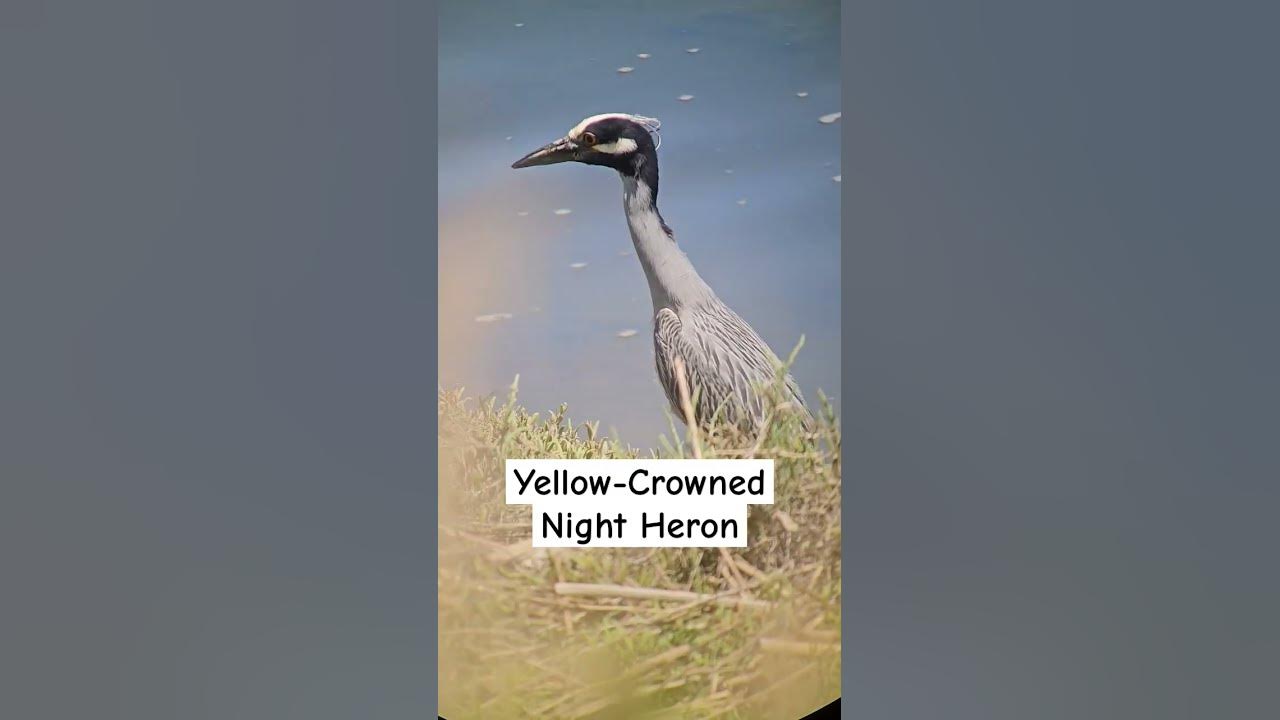 Yellow-Crowned Night Heron standing around in a marsh - San Diego River - San Diego, CA, USA 🇺🇸