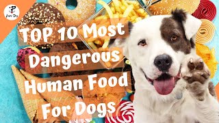 Top 10 Most Dangerous Human Foods for Dogs | Luverdog by luver dog 1,114 views 3 years ago 4 minutes, 48 seconds