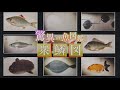 江戸時代の超絶技法を堪能！「驚異の魚図鑑　衆鱗図」28秒動画