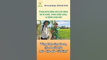 PHUN KÍCH ĐÒNG CHO LÚA OM34 BỘ RỄ KHỎE - THÂN CỨNG CHẮC - LÁ ĐỨNG XANH DÀY #câylúacầnthơ #lúa #short