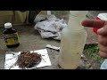 Pakistani Mulberry Tree Air Layer