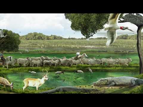 Coleção: Jovem Sapiens | Geografia - Vídeo “Infográfico A planície do Pantanal" – 7º ano