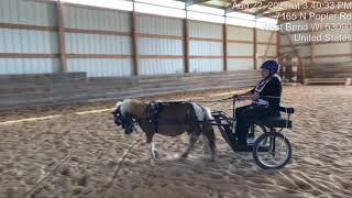 #181 AUGUST Class 73 Sandy Walker and Susie Q Mini Horse Driving