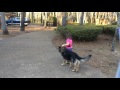 6 Year Old Training a Tough Protection Dog