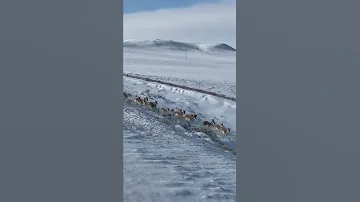 Massive Antelope Herd Crosses Road In Wyoming ViralHog 