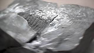 Trilobite Preparation