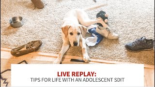 Replay: My top tips for life with an adolescent SDiT by My Service Dog and Me 1,364 views 1 year ago 16 minutes