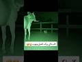 كلب يقفز على ظهر حصان ويهربان   24 