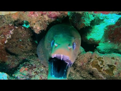 Video: Murena (pesce). Murena gigante: foto