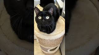 🥰Coucou d Eden si magnifique sur son tonneau à croquer 🐈‍⬛🤗😍câlins 💕 #cat