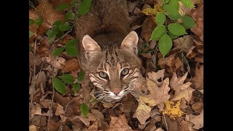 Roll Hot Outdoors Season 4 - Bobcat Up Close