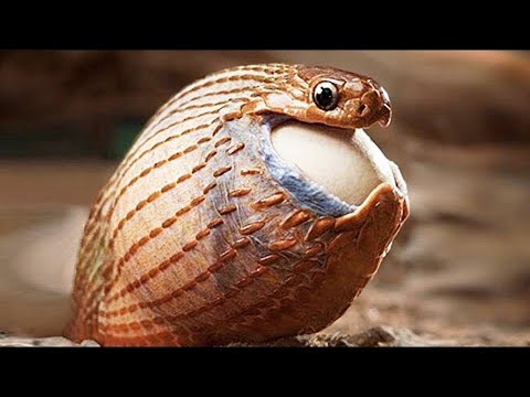 Video: Nest der Schlange. Wie leben und legen Schlangen Eier?