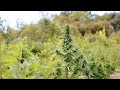 Regenerative Hemp Farm