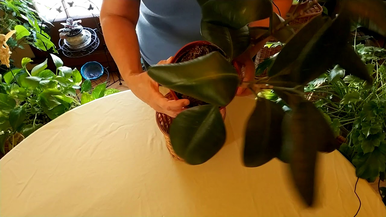 How to Save a Plant with Root Rot (Part 1) / What Root Rot Looks Like in Houseplants
