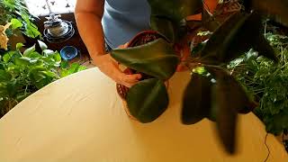 What Root Rot Looks Like in Houseplants (Part 1)