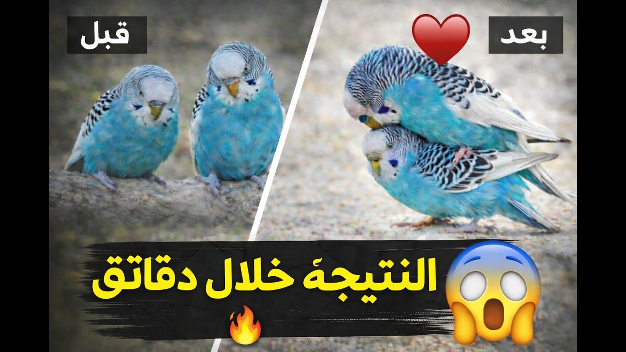 أقوى صوت لتحفيز تزاوج طيور الحب (البادجي) | نتائج مضمونة 99%🔥