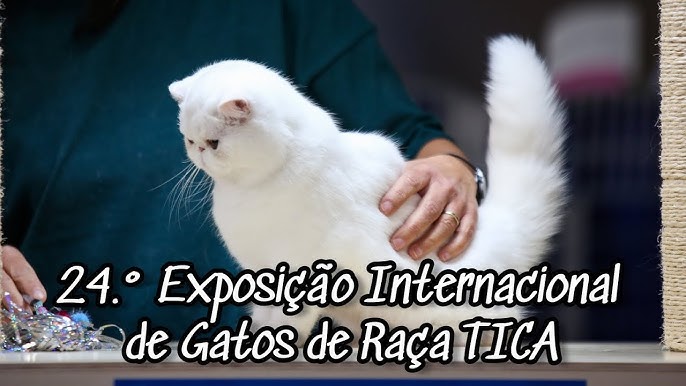 Lazer e voto: Exposição de Gatos, domingo na Paulista - Moema e Região
