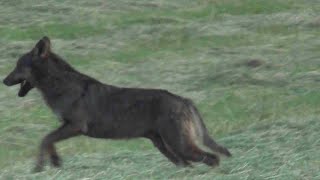 N°64 straordinario Incontro ravvicinato con il Lupo (Canis lupus italicus) Godiasco Giovanni Tinteri