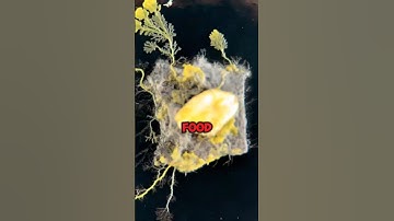 This Weird Blob Is Smarter Than Humans 🤯! #shorts