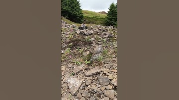 Element ecto Rc crawling rocks