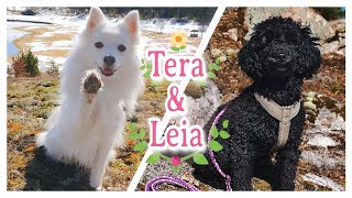 🌼 Tera goes to - The Golf Court with Leia! 🌿 - Japanese Spitz by Tera & Luna 290 views 2 years ago 7 minutes, 36 seconds