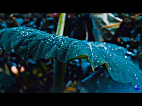 nature whatsapp status 4k video status - Nature Videos|4k