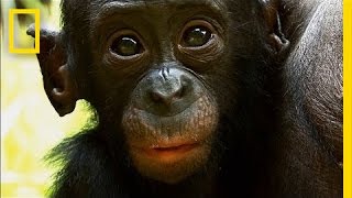 bonobos