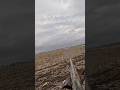 Snow Goose Video Coming Soon Shoot Birdhunting Goose Snowgoose Geese Hunting 