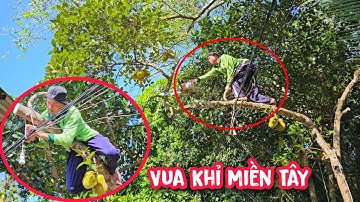 Toát mồ hôi !!! Vua khỉ leo cưa cây Mít có phần nhánh sắp gãy 😨😨