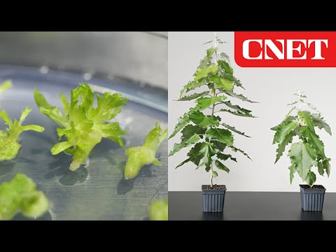 וִידֵאוֹ: פחמן וצמחים - איך צמחים קולטים פחמן