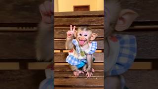 Gülen Maymun #monkey#monkeys#kedi#müzik#tiktok #dans #şarkı #catlovers😈🤑 #cute #petsrule#funny