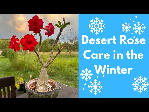 Video: Winter Desert Gardening - Ta hand om ökenväxter på vintern