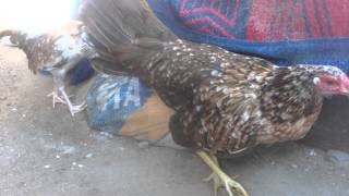 GALPON CRONOS-GALLINA PUERTORRIQUEÑA